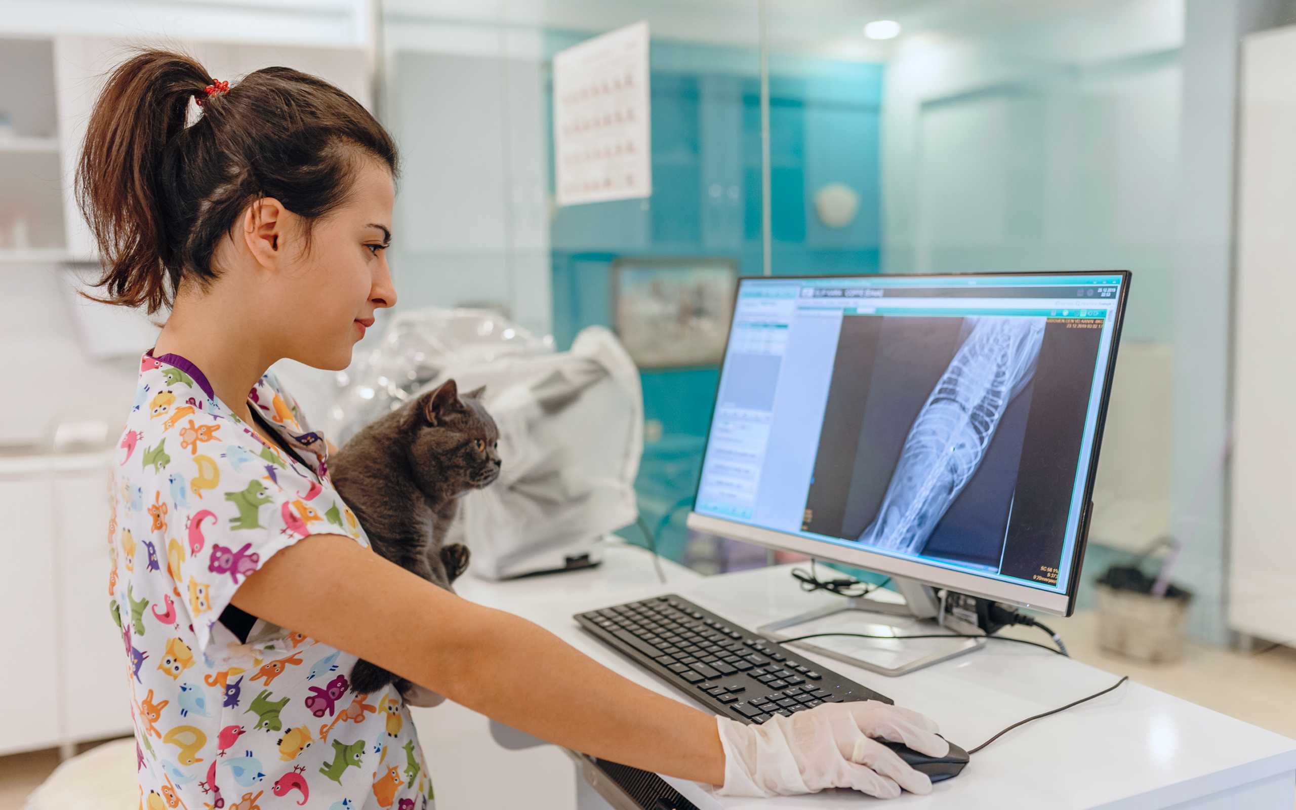 Vet holding cat and looking at screen with patient records